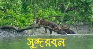 সুন্দরবন ভ্রমণ