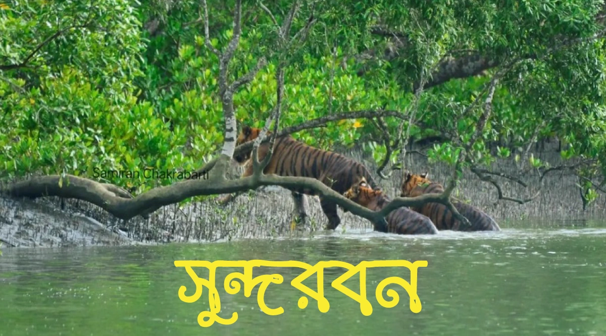 সুন্দরবন ভ্রমণ