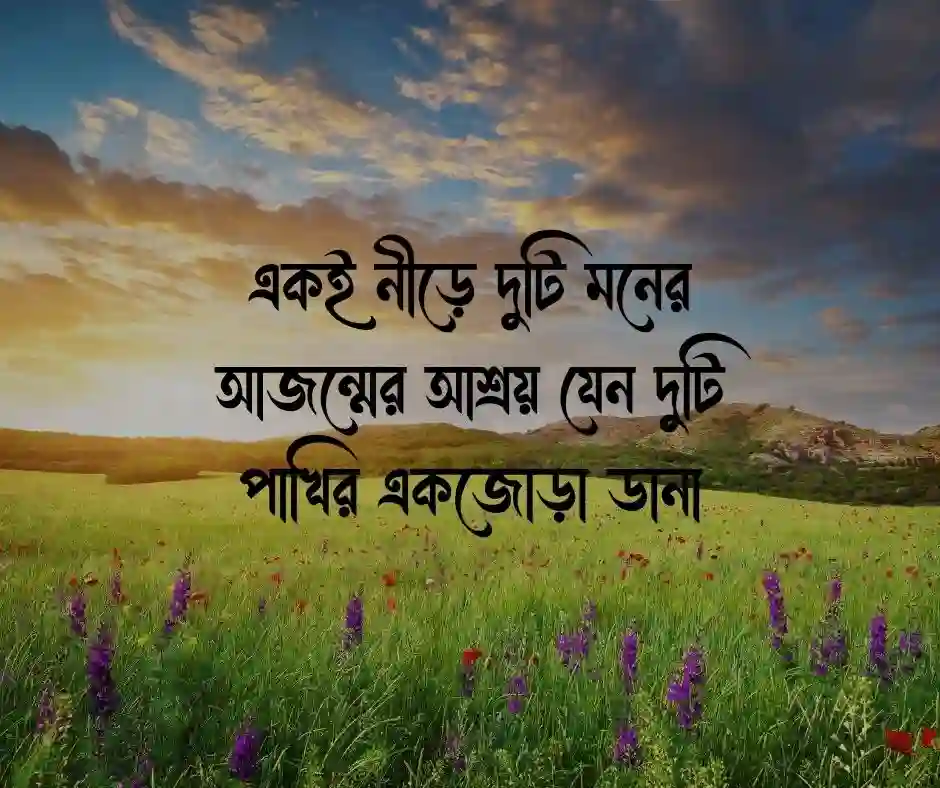 পাখি নিয়ে ভালোবাসার ক্যাপশন