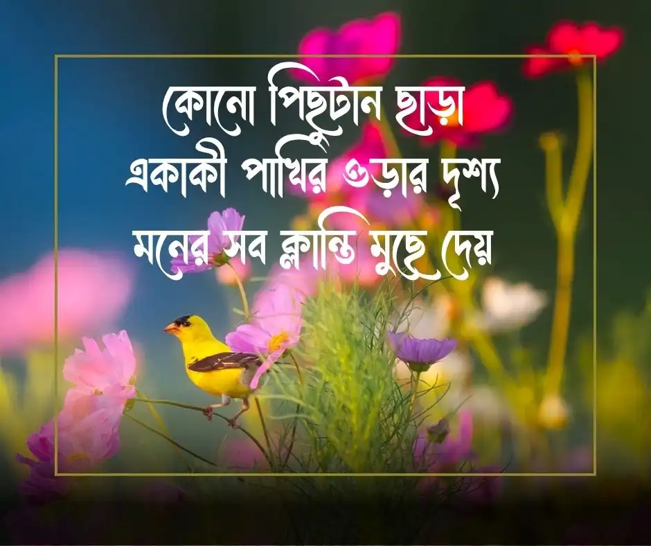 পাখি নিয়ে স্ট্যাটাস