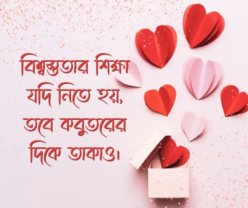 কবুতর নিয়ে উক্তি