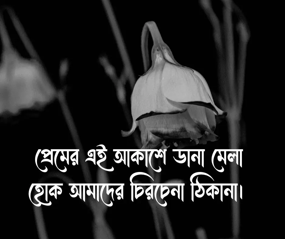 কবুতর নিয়ে রোমান্টিক ক্যাপশন